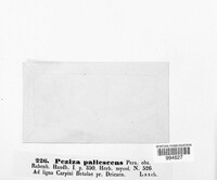 Bisporella pallescens image